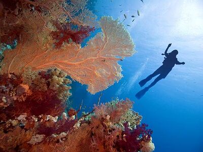 Sharm El Sheikh Turu Türk Havayolları ile 3 Gece Her Şey Dahil Oteller