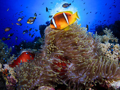 Sharm el Sheikh Turu –  Her Şey Dahil Konaklama – Vizesiz - 4 Gece/ 5Gün