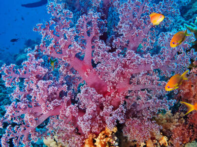 Sharm El Sheikh Turu Pegasus Hava Yolları İle 3 Gece 4 Gün - Şehir Turu Dahil - 2026