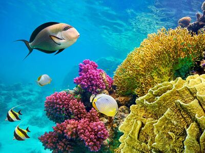 İzmir Hareketli Sharm ve Kahire Turu Pegasus Havayolları ile 5 Gece 6 Gün – Sharm’da Her Şey Dahil Konaklama 