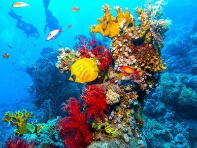 Sharm el Sheikh – Vizesiz – 4 Gece, 6 Gün – Ankara Direkt Hareketli – 2026 Kış