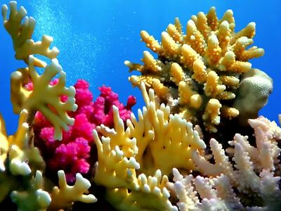 ADANA’DAN SHARM & KAHİRE TURU Air Cairo Havayolları Özel Seferi ile 4 gece 