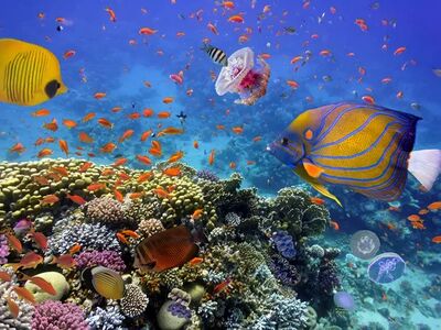 ANKARA’dan SHARM & KAHİRE TURU Air Cairo Havayolları 3 Gece 4 Gün 