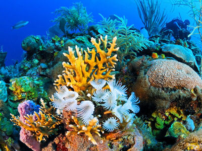 Baştanbaşa Mısır Masalı (Sharm – Kahire – Hurghada) Ajet Hava Yolları İle 7 Gece 9 Gün