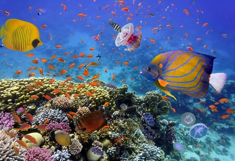 Kurban Bayramı Özel Kahire – İskenderiye ve Sharm el Sheikh Masalı Ajet Hava Yolları İle 5 Gece 7 Gün