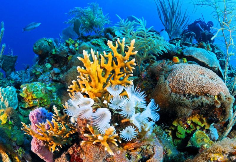 Kahire Sharm El Sheikh Turu Ajet Havayolları ile 4 Gece Kahire Şehir Gezisi Dahil